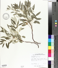 Elaeagnus angustifolia image