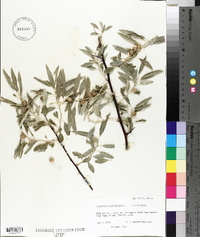 Elaeagnus angustifolia image