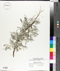 Elaeagnus angustifolia image