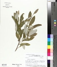 Elaeagnus angustifolia image