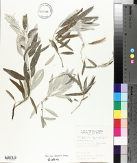 Elaeagnus angustifolia image