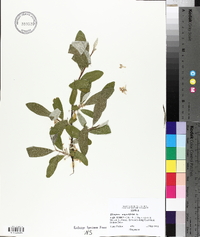 Elaeagnus angustifolia image