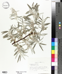 Elaeagnus angustifolia image