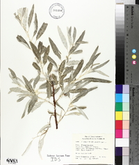 Elaeagnus angustifolia image