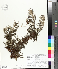 Hippophae rhamnoides image