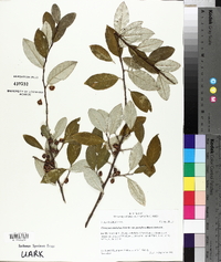 Elaeagnus umbellata image