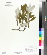 Elaeagnus umbellata image