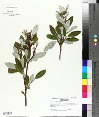 Elaeagnus umbellata image