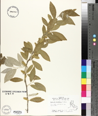 Elaeagnus umbellata image