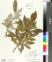 Elaeagnus umbellata image