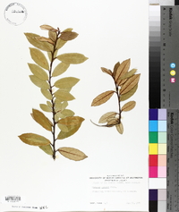 Elaeagnus pungens image