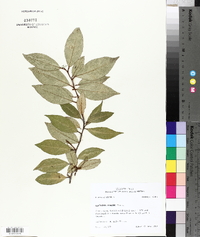 Elaeagnus pungens image