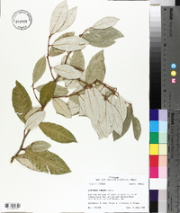 Elaeagnus pungens image