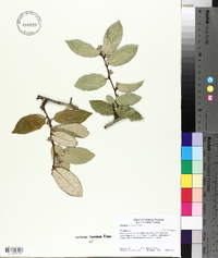 Elaeagnus pungens image