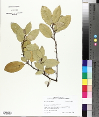 Elaeagnus pungens image