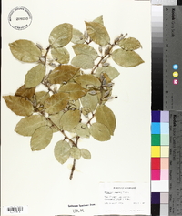 Elaeagnus pungens image