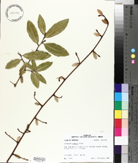 Elaeagnus pungens image