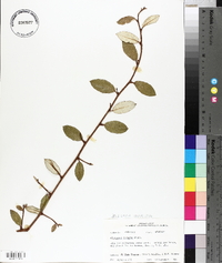 Elaeagnus pungens image