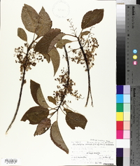Aristotelia serrata image