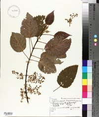 Aristotelia serrata image