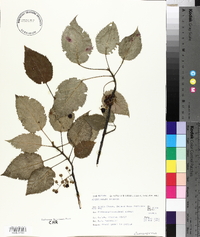 Aristotelia serrata image