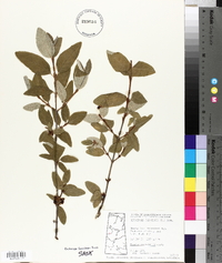 Shepherdia canadensis image