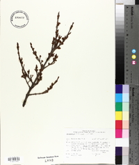 Shepherdia canadensis image