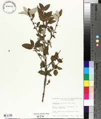 Shepherdia canadensis image