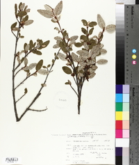 Shepherdia canadensis image