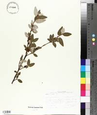 Shepherdia canadensis image