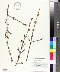 Shepherdia canadensis image