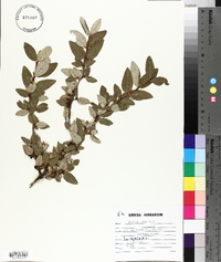 Shepherdia canadensis image