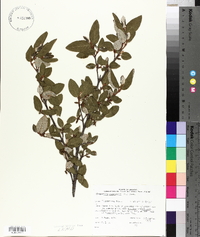 Shepherdia canadensis image