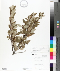 Shepherdia canadensis image