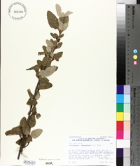 Shepherdia canadensis image