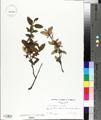 Shepherdia canadensis image