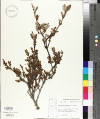 Shepherdia canadensis image