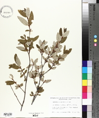 Shepherdia canadensis image