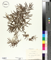 Hippophae rhamnoides image