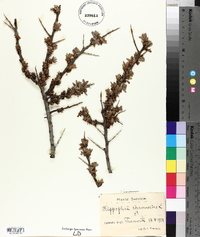 Hippophae rhamnoides image