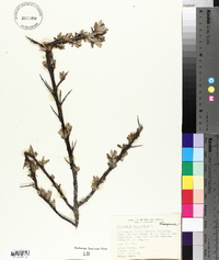 Hippophae rhamnoides image