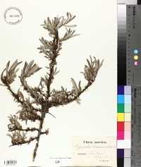 Hippophae rhamnoides image