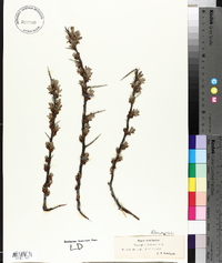 Hippophae rhamnoides image