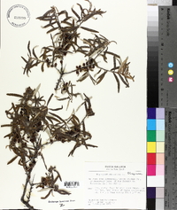 Hippophae rhamnoides image