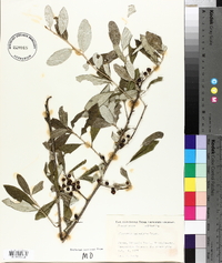 Elaeagnus umbellata image