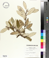 Elaeagnus pungens image