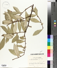 Elaeagnus pungens image