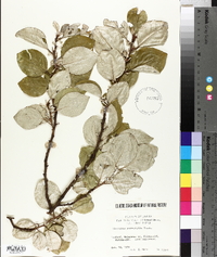 Elaeagnus macrophylla image