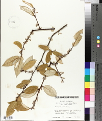 Elaeagnus glabra image