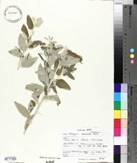 Elaeagnus commutata image